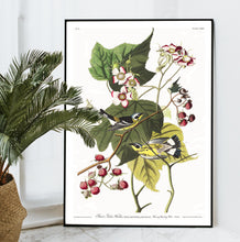 Load image into Gallery viewer, Black and Yellow Warbler Print by John Audubon