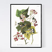 Load image into Gallery viewer, Black and Yellow Warbler Print by John Audubon