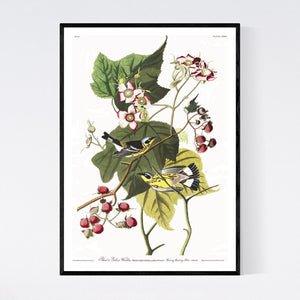 Black and Yellow Warbler Print by John Audubon