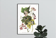 Load image into Gallery viewer, Black and Yellow Warbler Print by John Audubon