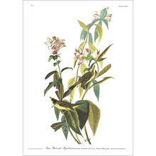 Load image into Gallery viewer, Green Black-Capt Flycatcher Print by John Audubon