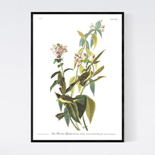Load image into Gallery viewer, Green Black-Capt Flycatcher Print by John Audubon