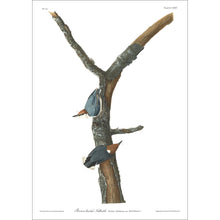 Load image into Gallery viewer, Brown-Headed Nuthatch Print by John Audubon