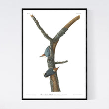 Load image into Gallery viewer, Brown-Headed Nuthatch Print by John Audubon