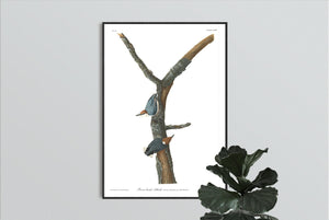 Brown-Headed Nuthatch Print by John Audubon