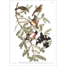 Load image into Gallery viewer, Rose-Breasted Grosbeak Print by John Audubon