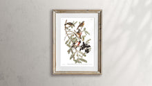 Load image into Gallery viewer, Rose-Breasted Grosbeak Print by John Audubon