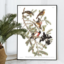Load image into Gallery viewer, Rose-Breasted Grosbeak Print by John Audubon
