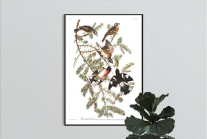 Rose-Breasted Grosbeak Print by John Audubon