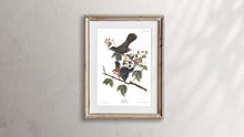Load image into Gallery viewer, Cat Bird Print by John Audubon