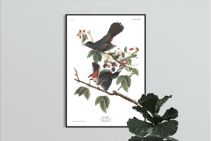 Cat Bird Print by John Audubon