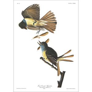 Great Creasted Flycatcher Print by John Audubon