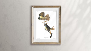 Great Creasted Flycatcher Print by John Audubon