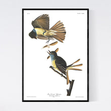 Load image into Gallery viewer, Great Creasted Flycatcher Print by John Audubon