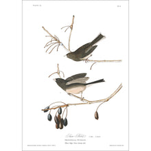 Load image into Gallery viewer, Snow Bird Print by John Audubon