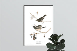 Snow Bird Print by John Audubon