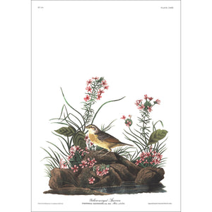 Yellow-Winged Sparrow Print by John Audubon