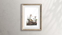 Load image into Gallery viewer, Yellow-Winged Sparrow Print by John Audubon