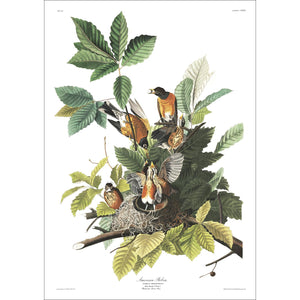 American Robin Print by John Audubon