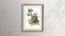 Load image into Gallery viewer, American Robin Print by John Audubon
