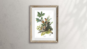 American Robin Print by John Audubon