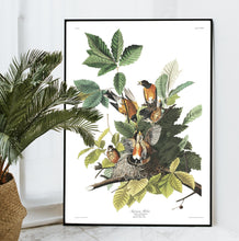 Load image into Gallery viewer, American Robin Print by John Audubon