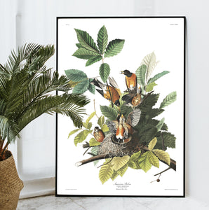 American Robin Print by John Audubon