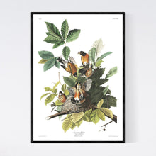 Load image into Gallery viewer, American Robin Print by John Audubon