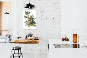 American Robin Print by John Audubon
