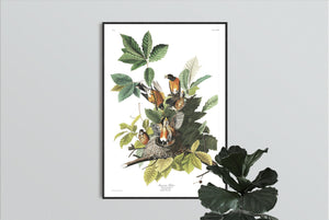 American Robin Print by John Audubon