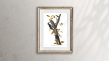 Load image into Gallery viewer, Three-Toed Woodpecker Print by John Audubon
