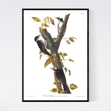 Load image into Gallery viewer, Three-Toed Woodpecker Print by John Audubon