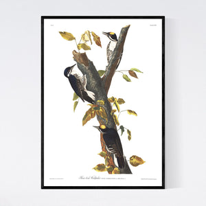 Three-Toed Woodpecker Print by John Audubon