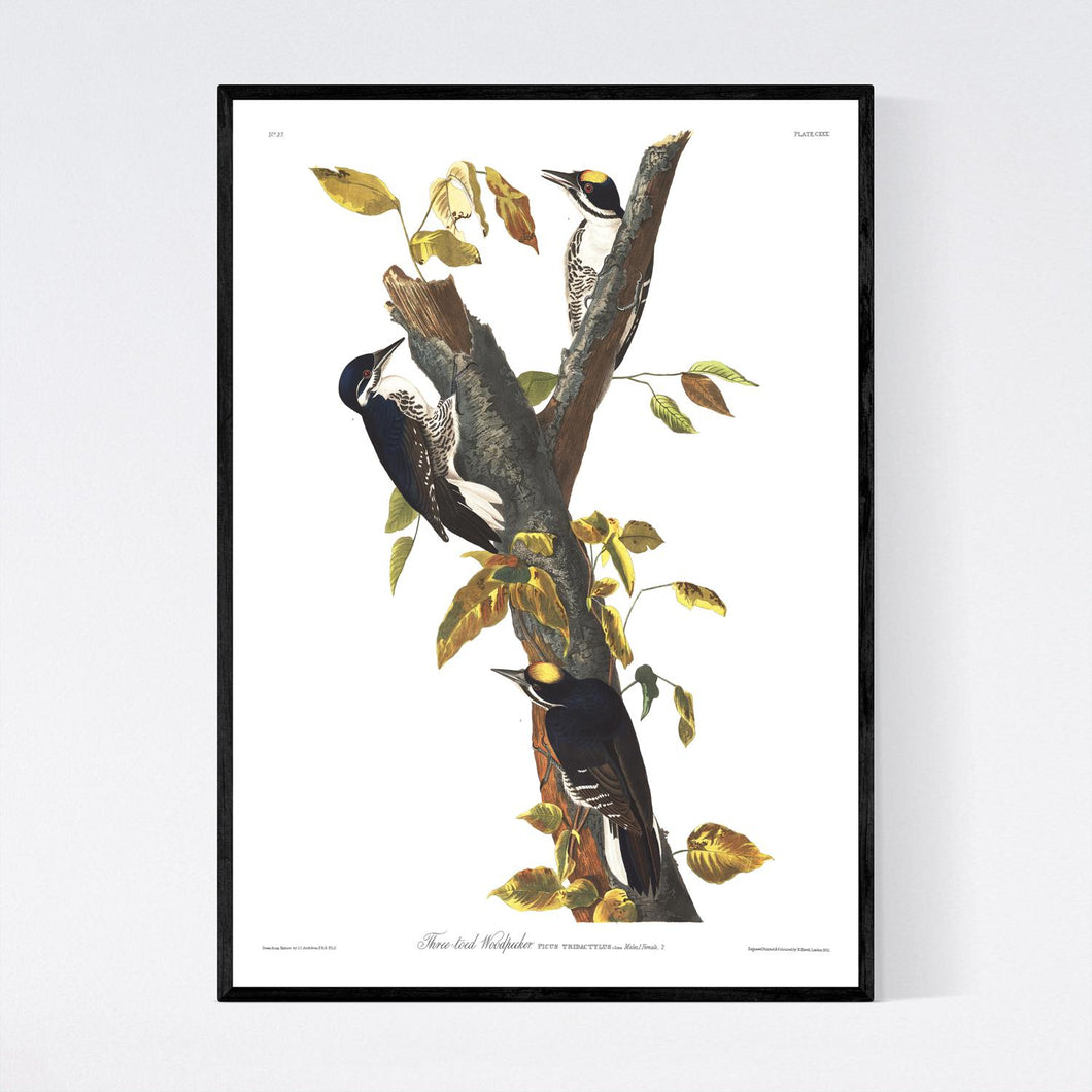 Three-Toed Woodpecker Print by John Audubon