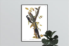 Load image into Gallery viewer, Three-Toed Woodpecker Print by John Audubon