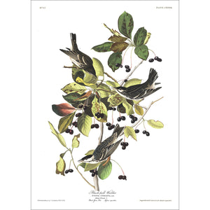 Black-Poll Warbler Print by John Audubon