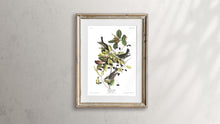 Load image into Gallery viewer, Black-Poll Warbler Print by John Audubon