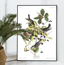 Load image into Gallery viewer, Black-Poll Warbler Print by John Audubon
