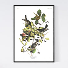 Load image into Gallery viewer, Black-Poll Warbler Print by John Audubon