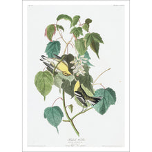 Load image into Gallery viewer, Hemlock Warbler Print by John Audubon