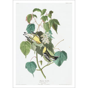 Hemlock Warbler Print by John Audubon