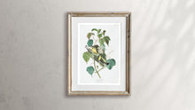Load image into Gallery viewer, Hemlock Warbler Print by John Audubon