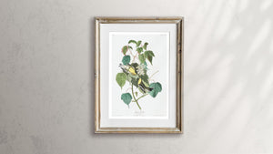 Hemlock Warbler Print by John Audubon