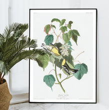Load image into Gallery viewer, Hemlock Warbler Print by John Audubon