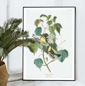 Hemlock Warbler Print by John Audubon