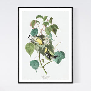 Hemlock Warbler Print by John Audubon