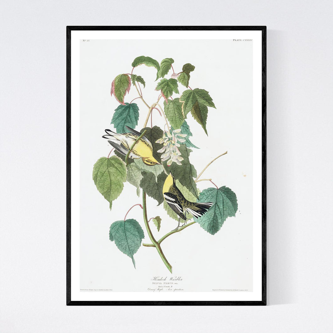 Hemlock Warbler Print by John Audubon