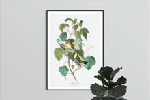 Load image into Gallery viewer, Hemlock Warbler Print by John Audubon