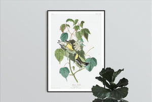 Hemlock Warbler Print by John Audubon