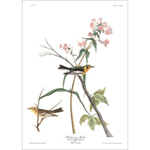 Load image into Gallery viewer, Blackburnian Warbler Print by John Audubon